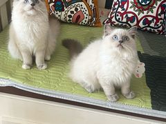 -珠海悠米米努特矮脚猫舍