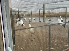 -盐城丹顶鹤湿地生态旅游区