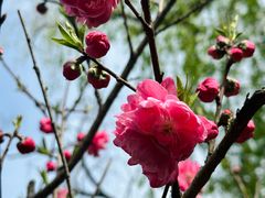 -南汇桃花村