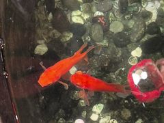 -蓉城老妈火锅(双林路店)