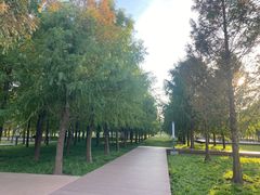 -上海滨江森林公园