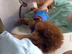 爱侣宠物医院(灵石路总店)-爱侣宠医·鹦鹉专科·小型哺乳类·异宠专科(灵石路店)