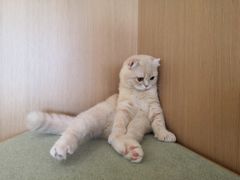 -CAT’S MEWSTAR CAFE·喵星球猫屋(晴湾咖啡店)