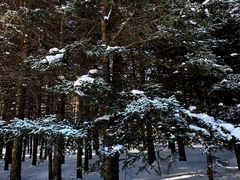 -芦芽山旅游度假区