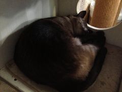 -Sirena海妖日咖夜酒