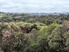 -贵州百里杜鹃风景名胜区