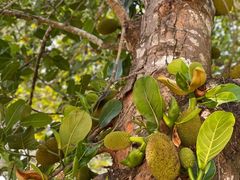 -中国科学院西双版纳热带植物园