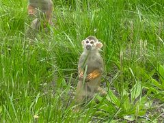 -石家庄市动物园