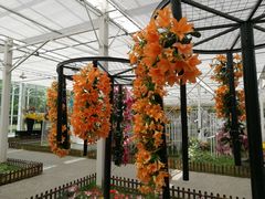 -上海鲜花港
