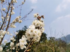 -樱桃山旅游景区