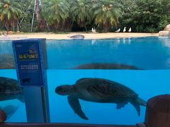 -珠海长隆海洋王国