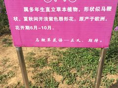 -北京东方普罗旺斯薰衣草庄园