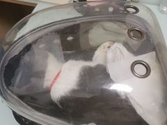 -宠福鑫康馨动物医院·骨科·眼科