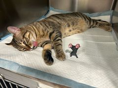 -艾吉宠物医院·疑难杂症转诊中心·猫友好(碧江路院)