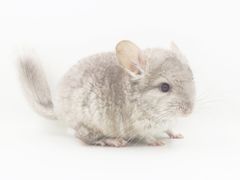 -龙猫仔乐园(惠福东路店)