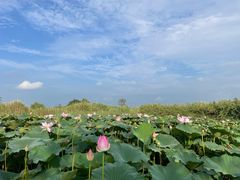 -泗洪洪泽湖湿地景区