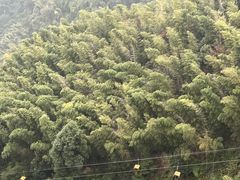 -蜀南竹海景区