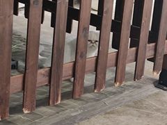 -浣熊柯尔鸭土拨鼠·电玩咖