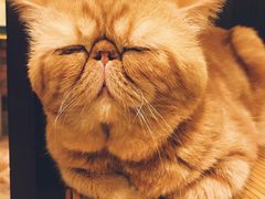 -more than meow吴止猫主题餐厅(承德 中船汇店)