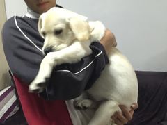-爱侣·安琦尔宠物医院·中兽医针灸·心内科·狂犬免疫点(宝山区院)