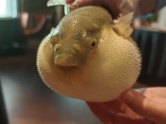 -肆月河豚·淮扬菜·湘菜(华天店)
