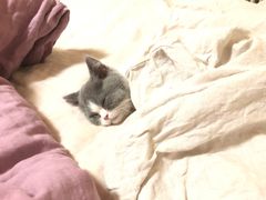-猫大福·Fortune Cat猫舍(百子湾店)