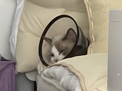 -柏萃动物医院·骨科·牙科