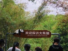 景点-成都大熊猫繁育研究基地