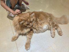 -藏猫猫咖啡主题馆(中央大道店)