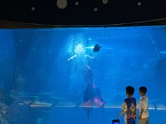 -石家庄海洋公园