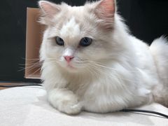 -瞄一喵猫咖(格力海岸店)