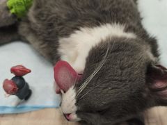 -艾吉宠物医院·疑难杂症转诊中心·猫友好(碧江路院)