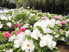 -洛阳市隋唐城遗址植物园