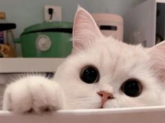 -味莊茶餐厅·自家點心(万象城店)