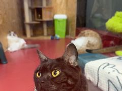 -和它·交个朋友·狗咖猫咖(爱琴海店)