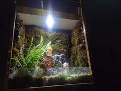 -野菌皇海景野生菌火锅(滨海大道店)