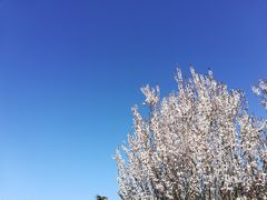 -白水寺森林公园