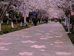 -高东镇樱花园