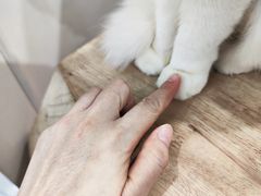 -楼上猫咖(罗湖店)