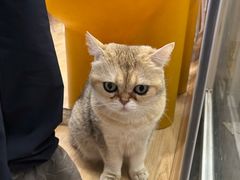 -有喵·猫咖·狗咖·40+猫狗有小奶狗(岗厦店)