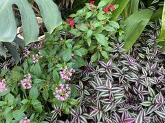 -北京植物园-展览温室