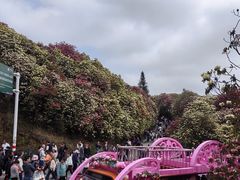 -贵州百里杜鹃风景名胜区
