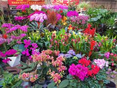 -秦美花卉(天朗·莱茵小城2期店)