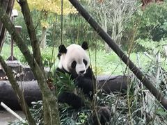 -都江堰中华大熊猫苑