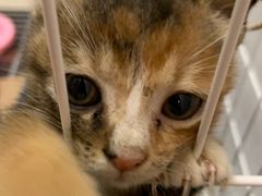 -瑞鹏宠物医院·骨科·猫科·内科(第一中心)