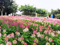 -五缘湾湿地公园
