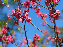 -桃花涧