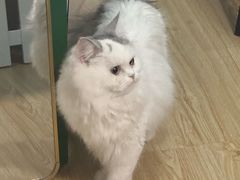 -猫大福·Fortune Cat猫舍(百子湾店)