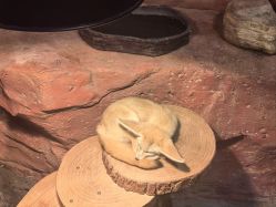 -Zoolung Zoolung动物主题公园(海信广场店)