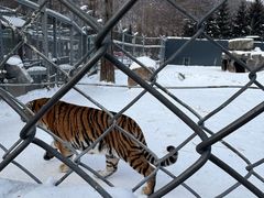 -横道河子东北虎林园